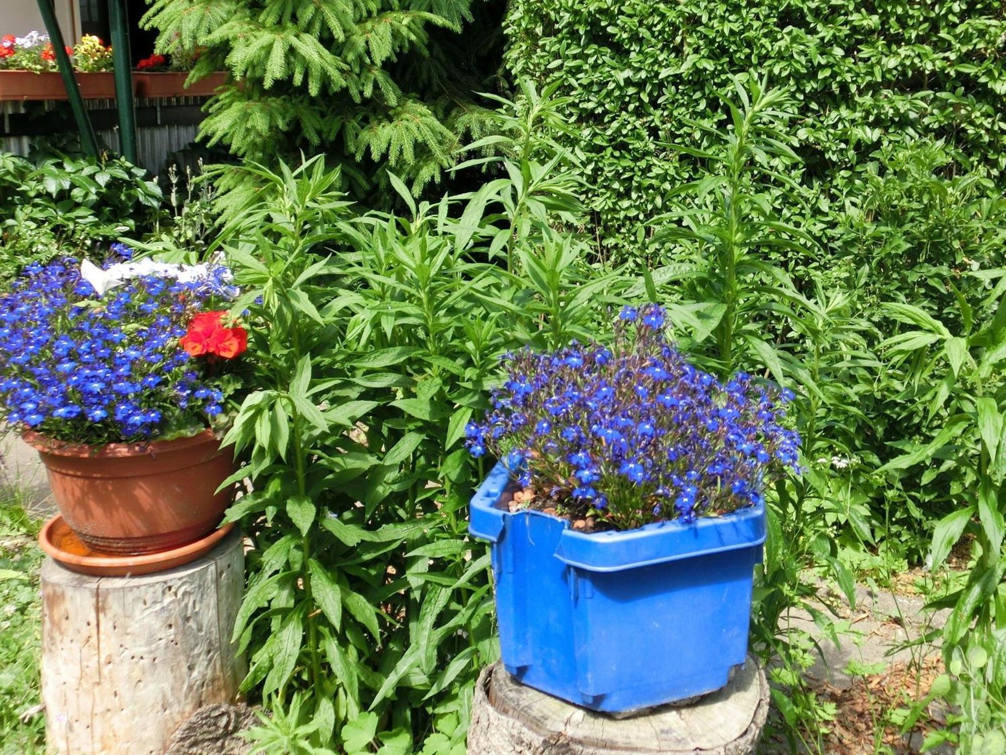 Holiday Home In Cattenstedt Harz With Garden Екстериор снимка